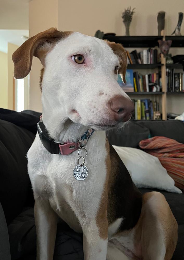 3/4" Fi Compatible Dog Collar - Customer Photo From Miriam
