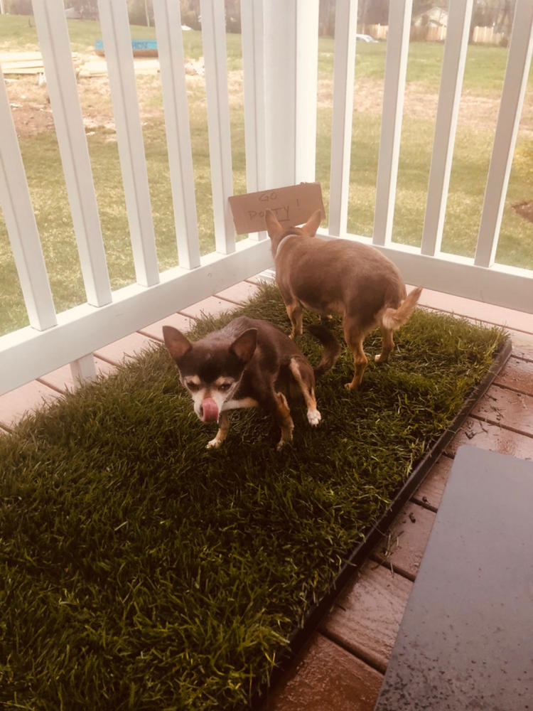 Fresh Patch XL Dog Potty for Patio