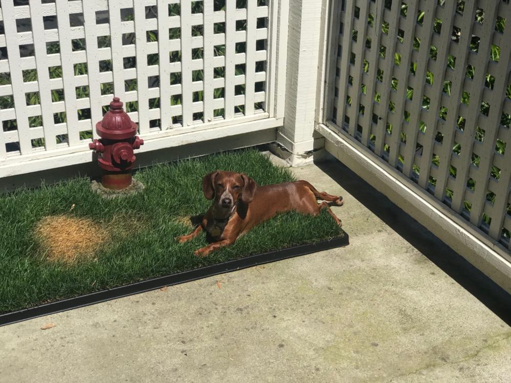 Fresh Patch XL Dog Potty for Patio