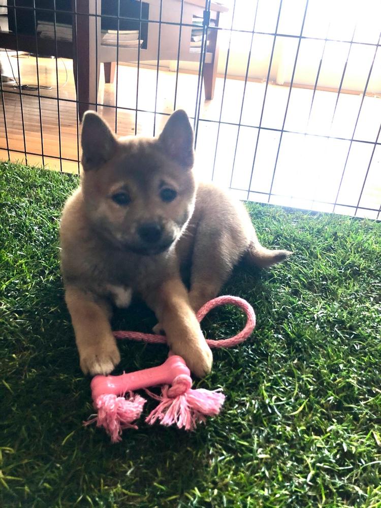 The Fresh Patch XL Patch, the best Dog Potty for Patio or Balcony