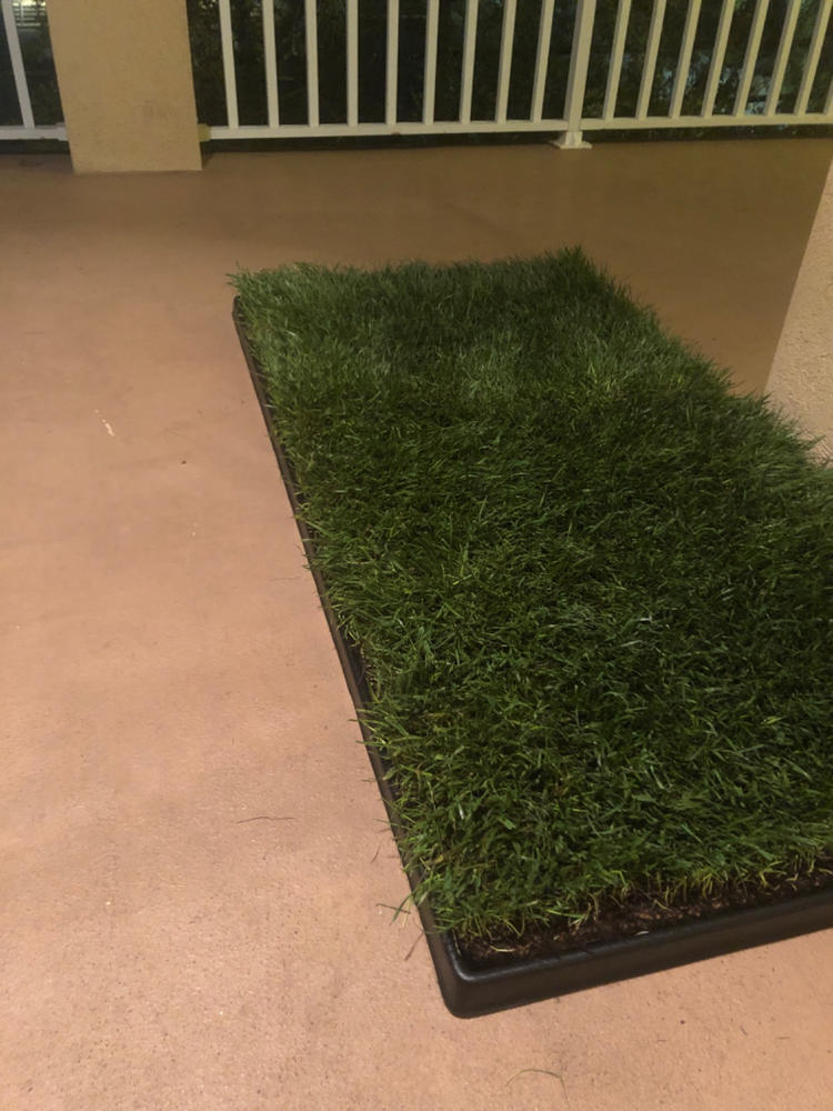 Fresh Patch XL Dog Potty for Patio