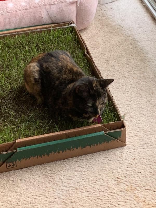 Fresh Patch Cat (Standard) Pet Grass Pad