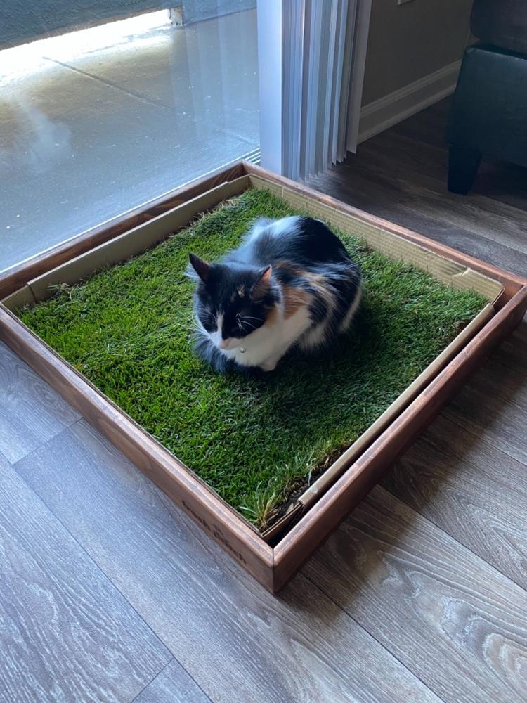 Kitty Pack Fresh Patch Pet Grass Pad - Cat Grass Bed Diy