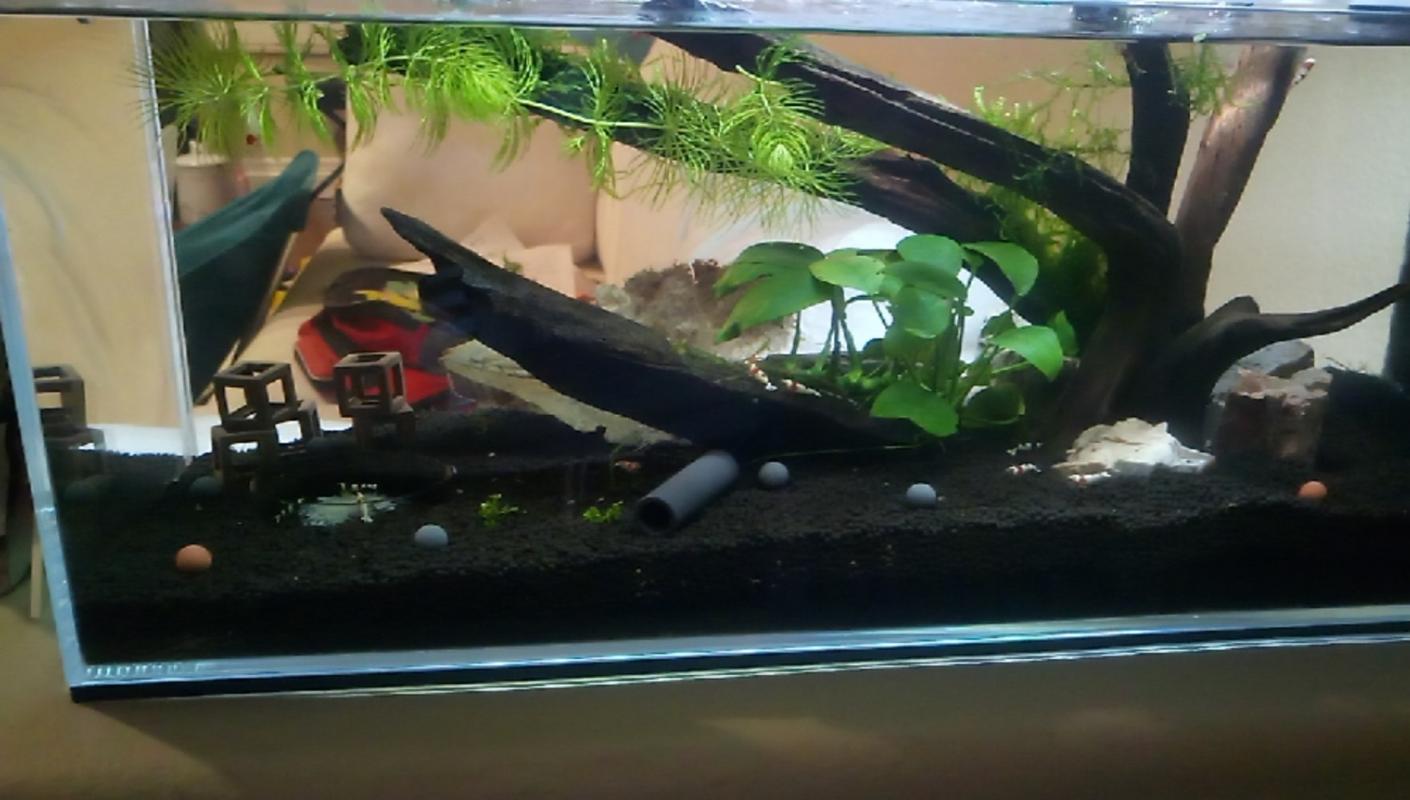 UNS 60L Ultra Clear Rimless Aquarium (6 GAL) Ultum Nature Systems