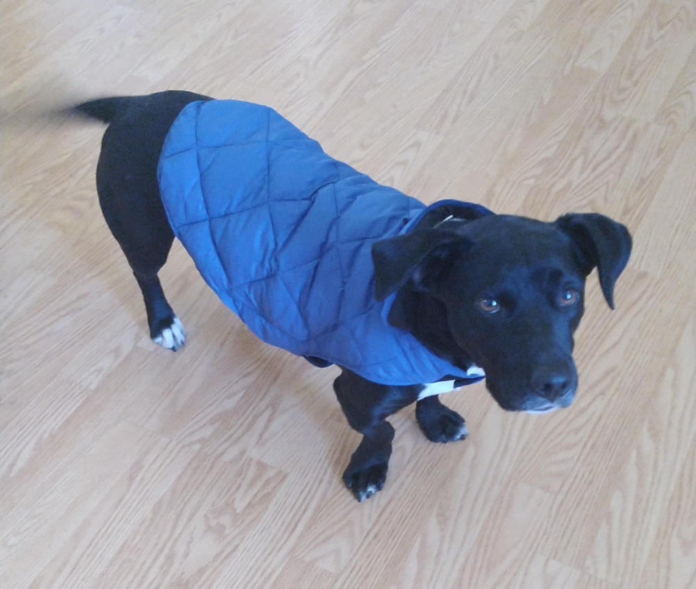 32 degrees dog coat best sale