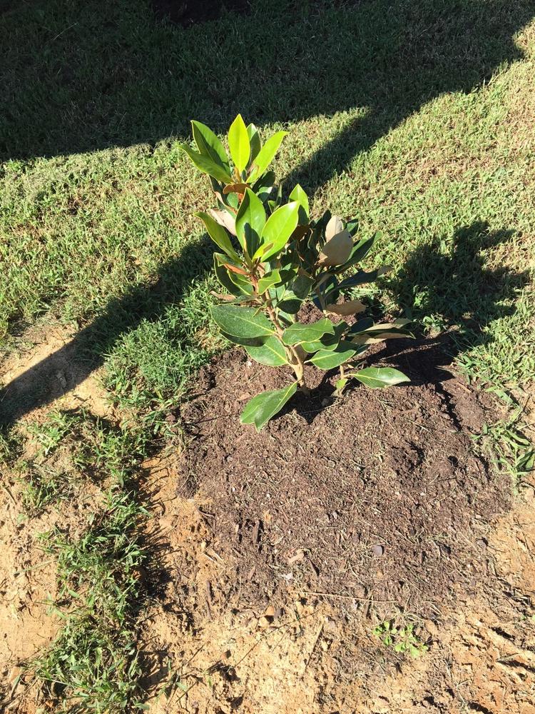 Little Gem Magnolias for Sale