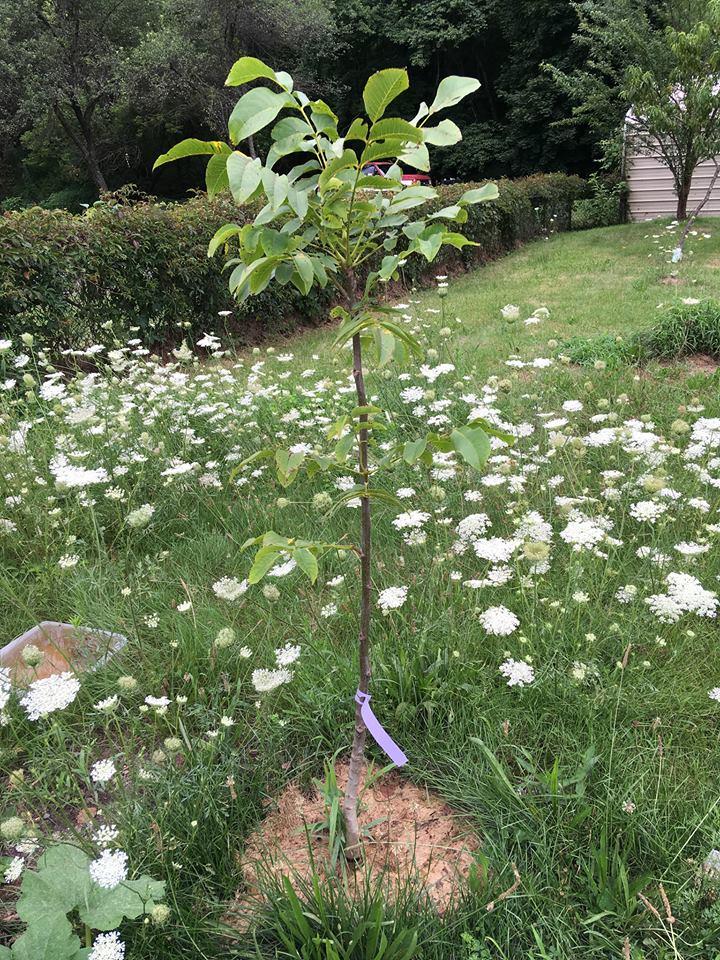 Carpathian Walnut Trees for Sale