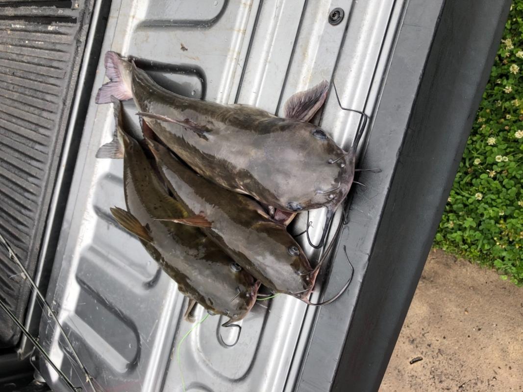 Sumo Sweeper Hooks, Circle, Offset, Sharp for Trophy Catfish Catfish Sumo