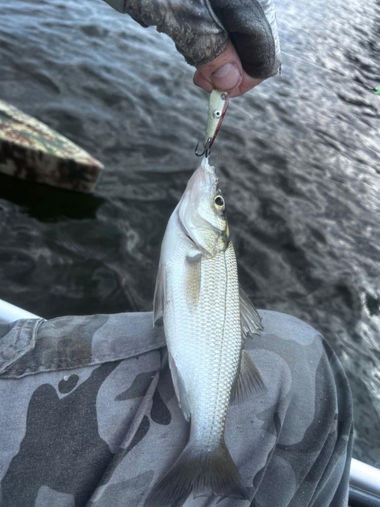 Sumo Spoon for Catfish Bait, 1-5/8" - Customer Photo From Billy C.