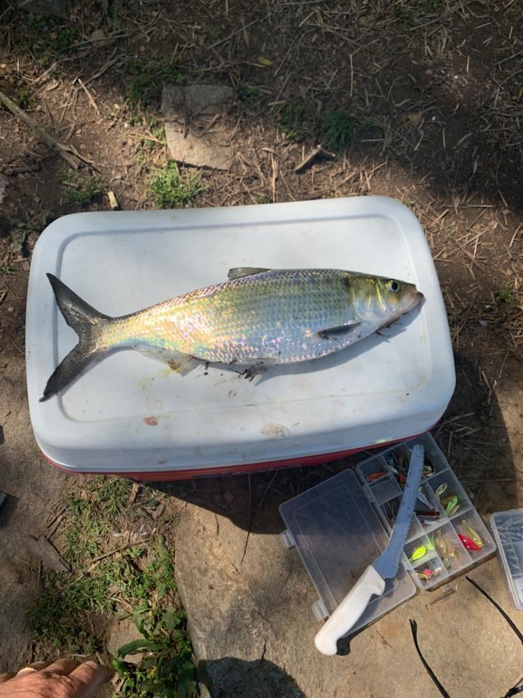 Sumo Spoon for Catfish Bait, 1-5/8" - Customer Photo From John H.