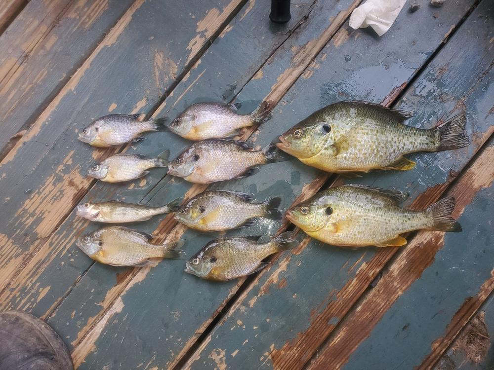 Sumo Spoon for Catfish Bait, 1-5/8" - Customer Photo From Allen P.