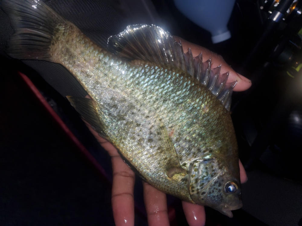 Sumo Spoon for Catfish Bait, 1-5/8" - Customer Photo From Allen P.