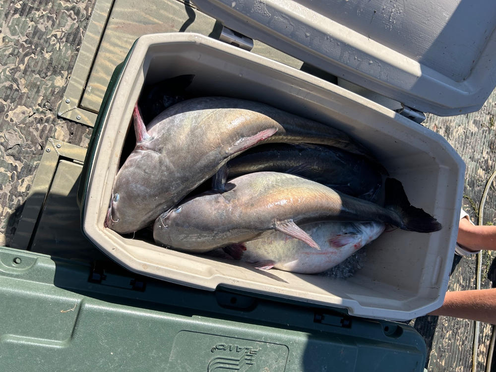 Heavyweight Circle Hooks, Octopus, Offset, Sharp for Trophy Catfish - Customer Photo From Brian White