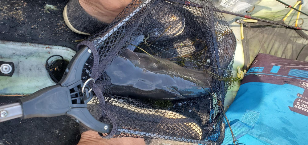 Catch More Catfish Today: 3 Surefire Tactics Used By The Experts (Digital Version) - Customer Photo From John J.