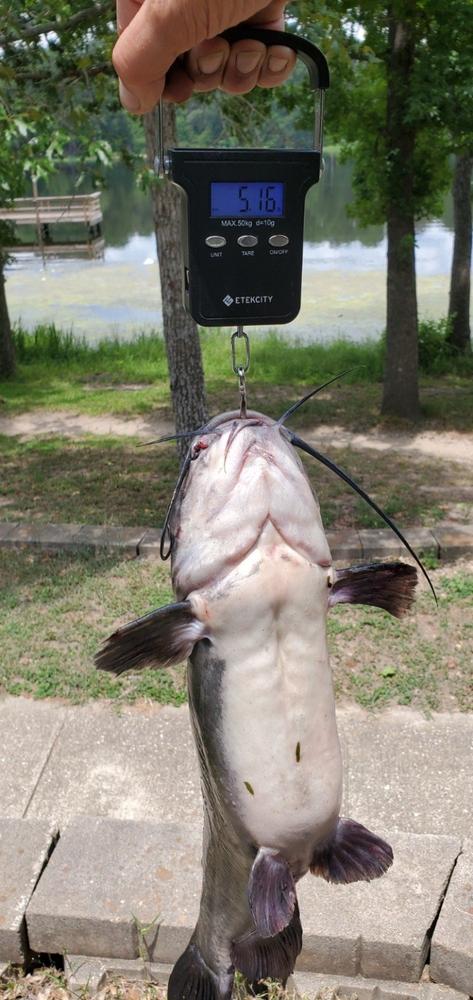 Catch More Catfish Today: 3 Surefire Tactics Used By The Experts (Digital Version) - Customer Photo From John J.