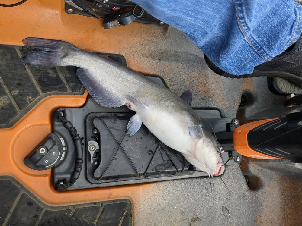 Golly Whopper: Kayak Catfish Signature Rod - Customer Photo From DUSTIN N.
