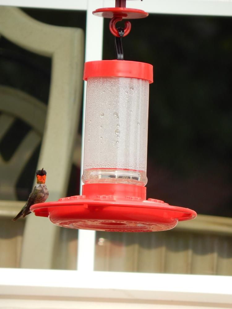 First Nature 10 Port Hummingbird Feeder 3051 16 Oz