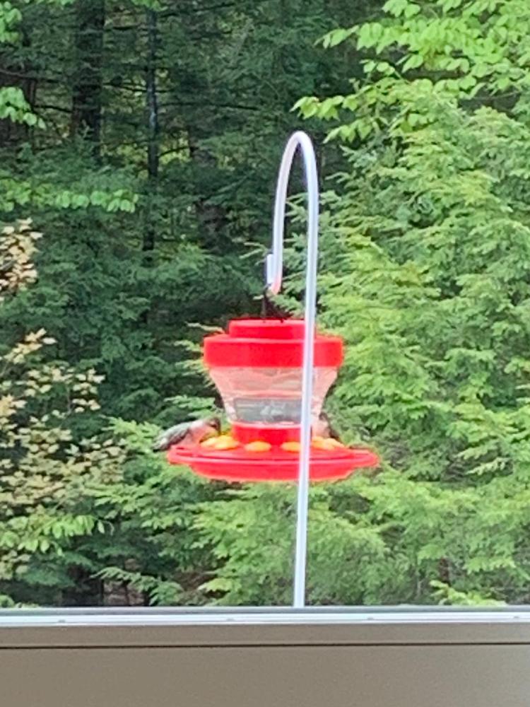 First Nature 3091 Hummingbird Nectar Feeder With Flowers