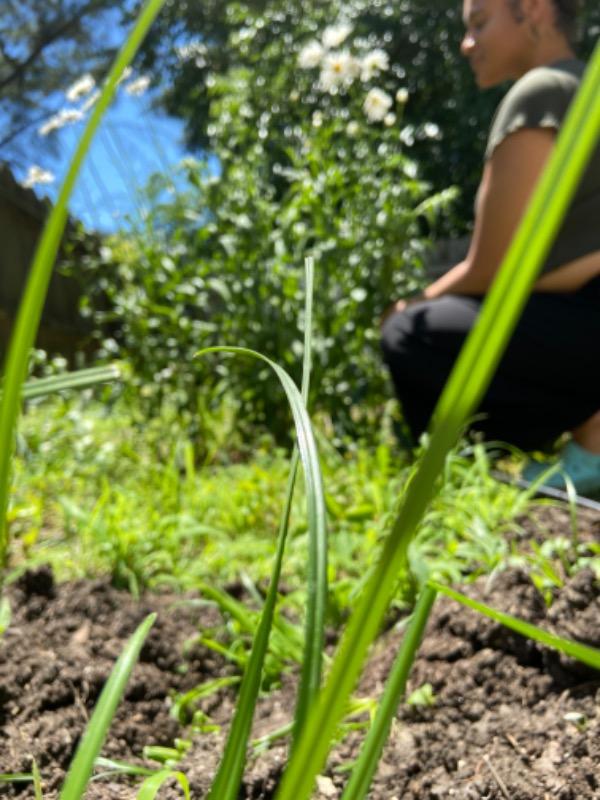 "Storyteller" - 1000mg Delta-8 - Pineapple - Customer Photo From Tayla Coleman