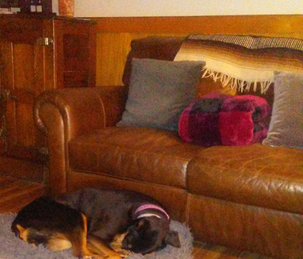 Award Winning - Full Spectrum CBD Pet Drops - Bacon Flavored - 500mg - Customer Photo From Anonymous