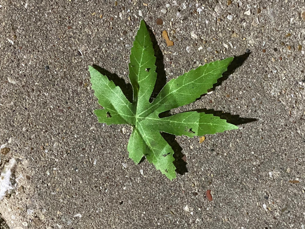 Full Spectrum CBD + THC Drops - (Sample Size) - Customer Photo From Anonymous