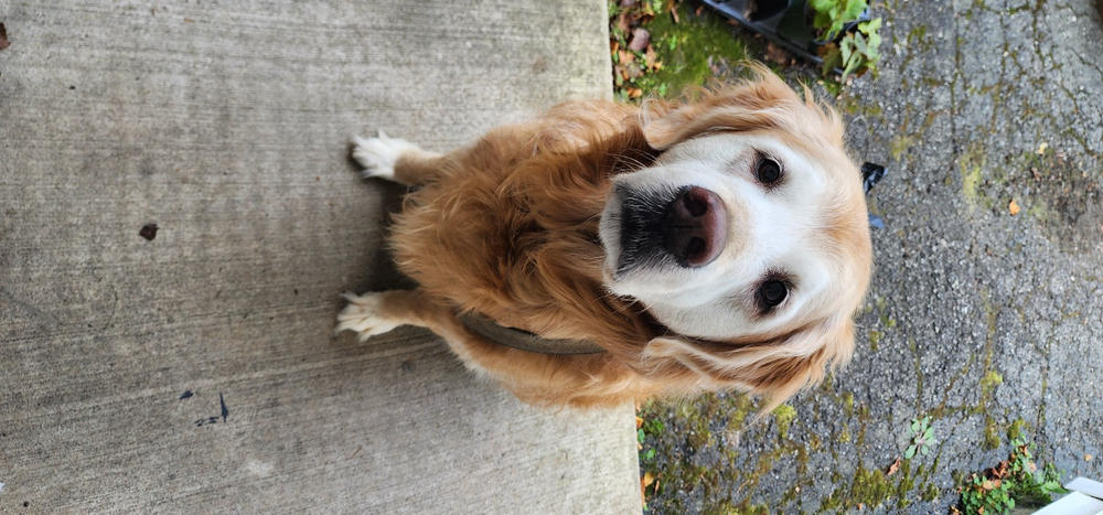 CBD Pet Drops for Dogs - Bacon Flavored - Customer Photo From Bridgette Rudolph