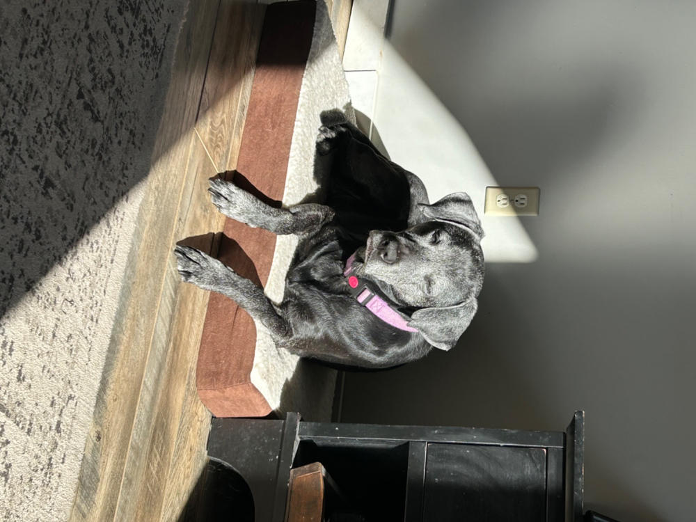 CBD Pet Drops for Dogs - Bacon Flavored - Customer Photo From Cheryl Shortway