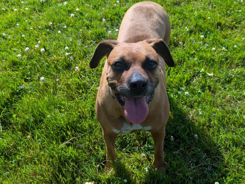 CBD Pet Drops for Dogs - Bacon Flavored - Customer Photo From Jess Humphries