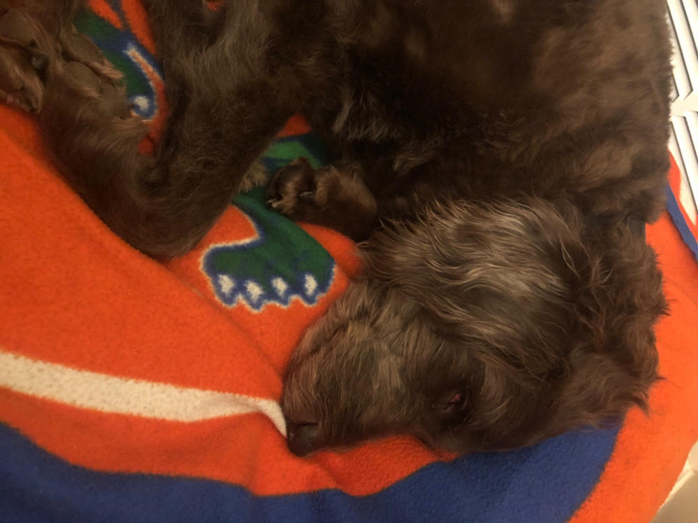 CBD Pet Drops for Dogs - Bacon Flavored - Customer Photo From Annette Adams