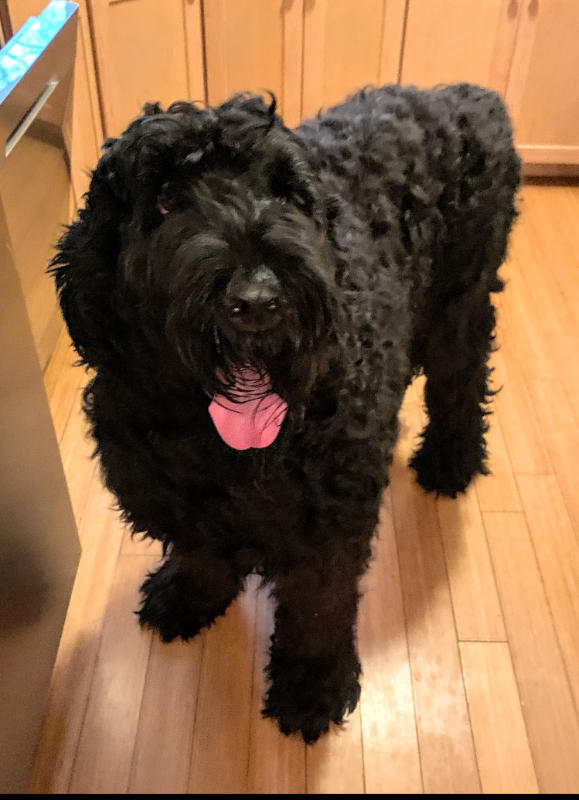 Calming Chews - 350mg CBD : 150mg CBN - 30ct - Customer Photo From Anonymous