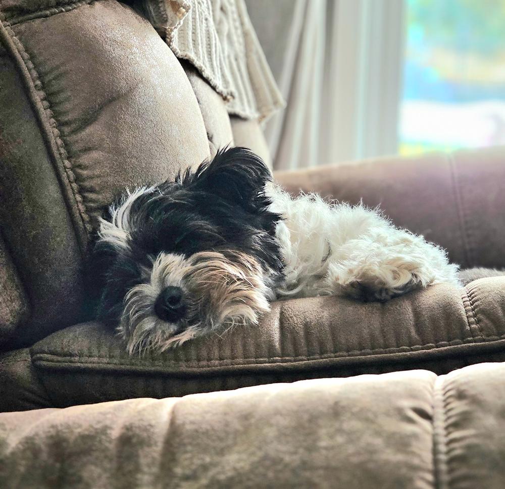 Calming Chews - 350mg CBD : 150mg CBN - 30ct - Customer Photo From Anonymous