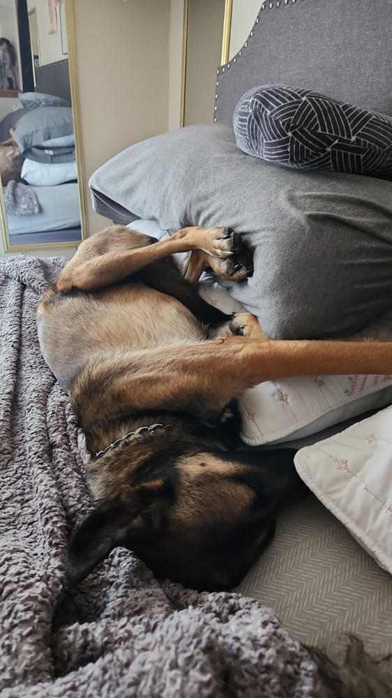 Calming Chews - 350mg CBD : 150mg CBN - 30ct - Customer Photo From Sarah Wolfert