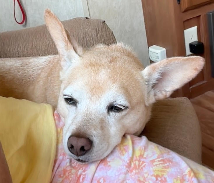 SLEEP+ Gummies - CBN + THC + Live Resin - 750mg - Customer Photo From Anonymous