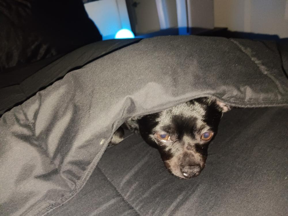 Calming Chews - 12mg CBD : 5mg CBN - (Sample Size) - Customer Photo From Anonymous