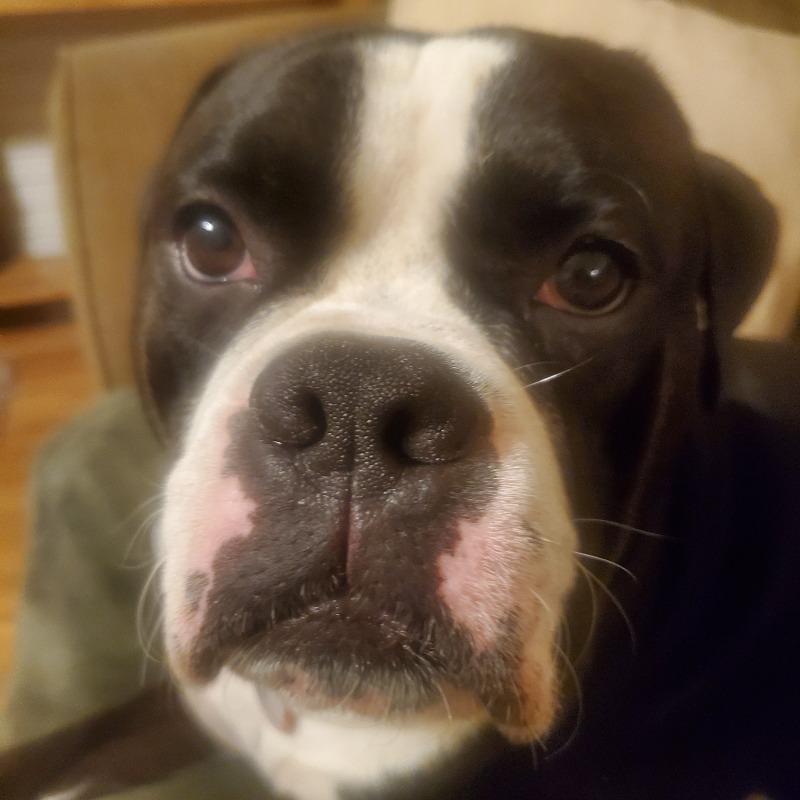 Calming Chews - 12mg CBD : 5mg CBN - (Sample Size) - Customer Photo From Jennifer Russell