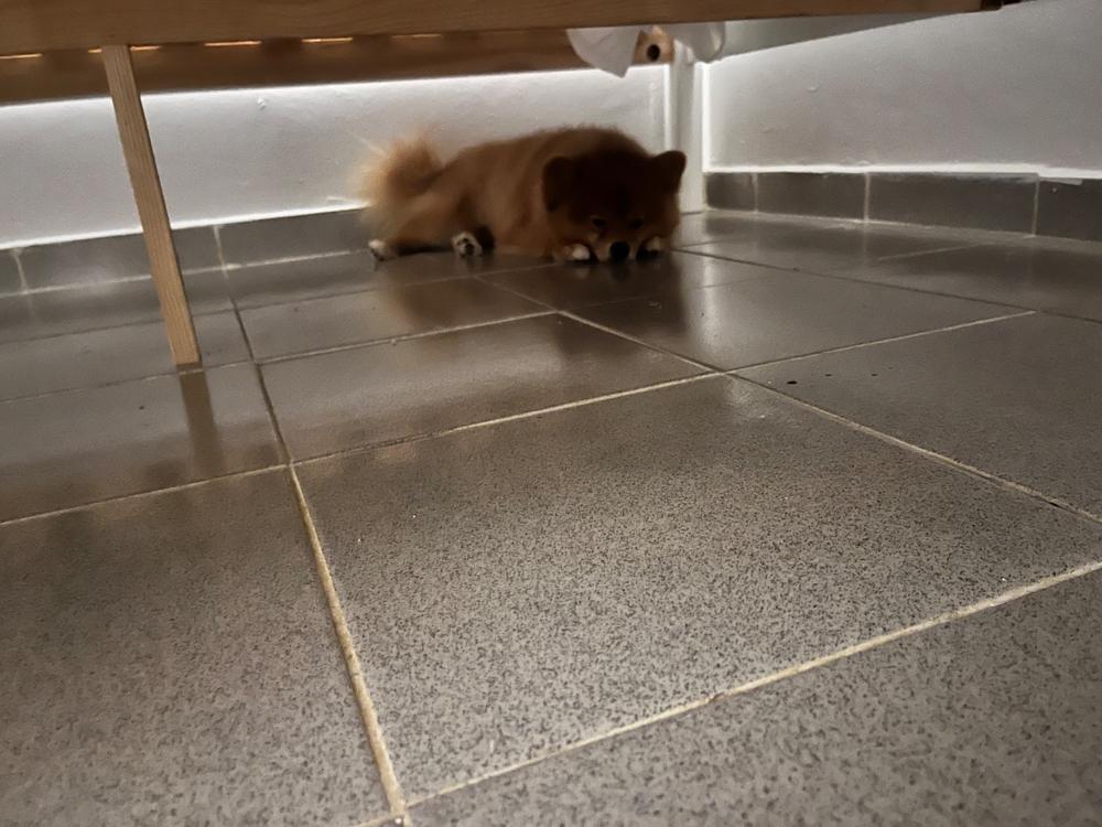 Calming Chews - 12mg CBD : 5mg CBN - (Sample Size) - Customer Photo From Nathalie Samms 9144 PKK