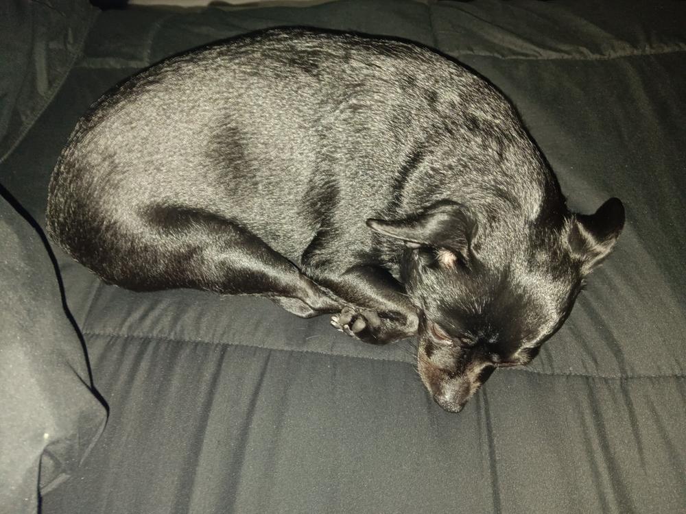 Calming Chews - 12mg CBD : 5mg CBN - (Sample Size) - Customer Photo From Anonymous