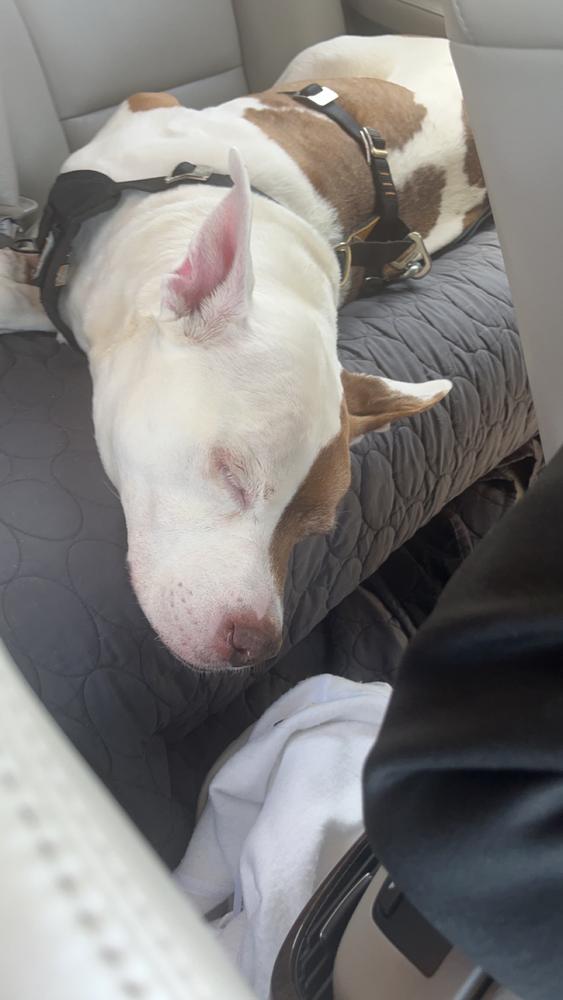 Calming Chews - 12mg CBD : 5mg CBN - (Sample Size) - Customer Photo From KT