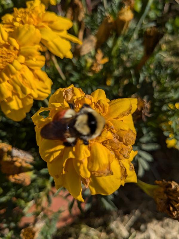 Magic Mushroom + Δ9 THC - Bomb Pop Flavor - Customer Photo From Andrew Betrix