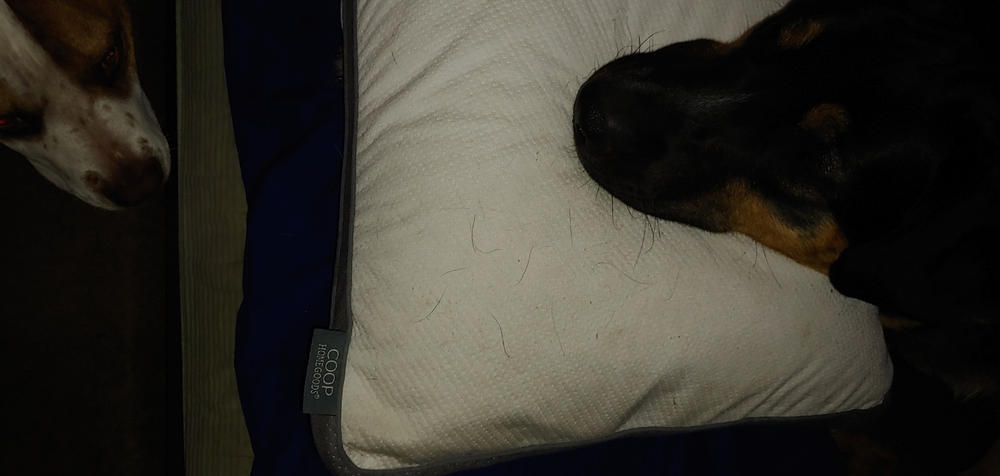 Ultra-Tech Pillow Protector - Customer Photo From Lawrence Bedell