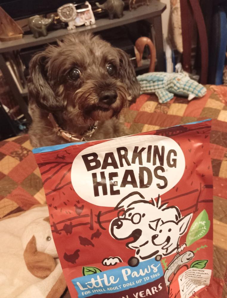 barking heads small dog