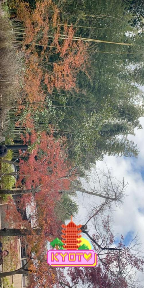 Japan 4G Travel Sim Card | 10GB Data Only | 30 Days – SoftBank Network - Customer Photo From Trish Calder