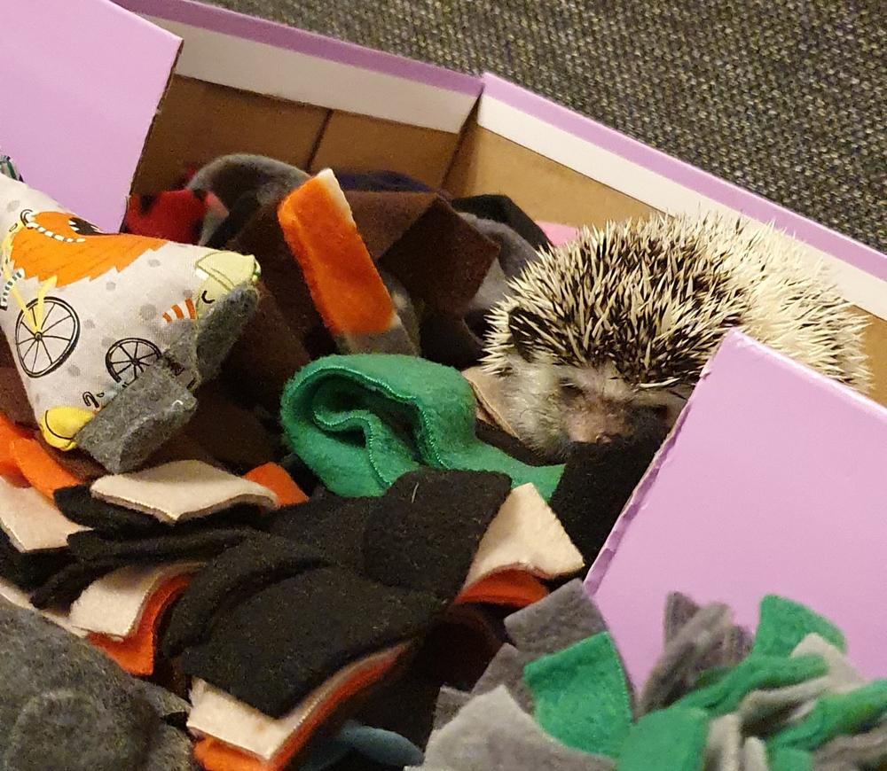 TOY BUNDLE #1: Toys for hedgehogs. Set of 4 or 8 fleece toys. - Customer Photo From R. C.