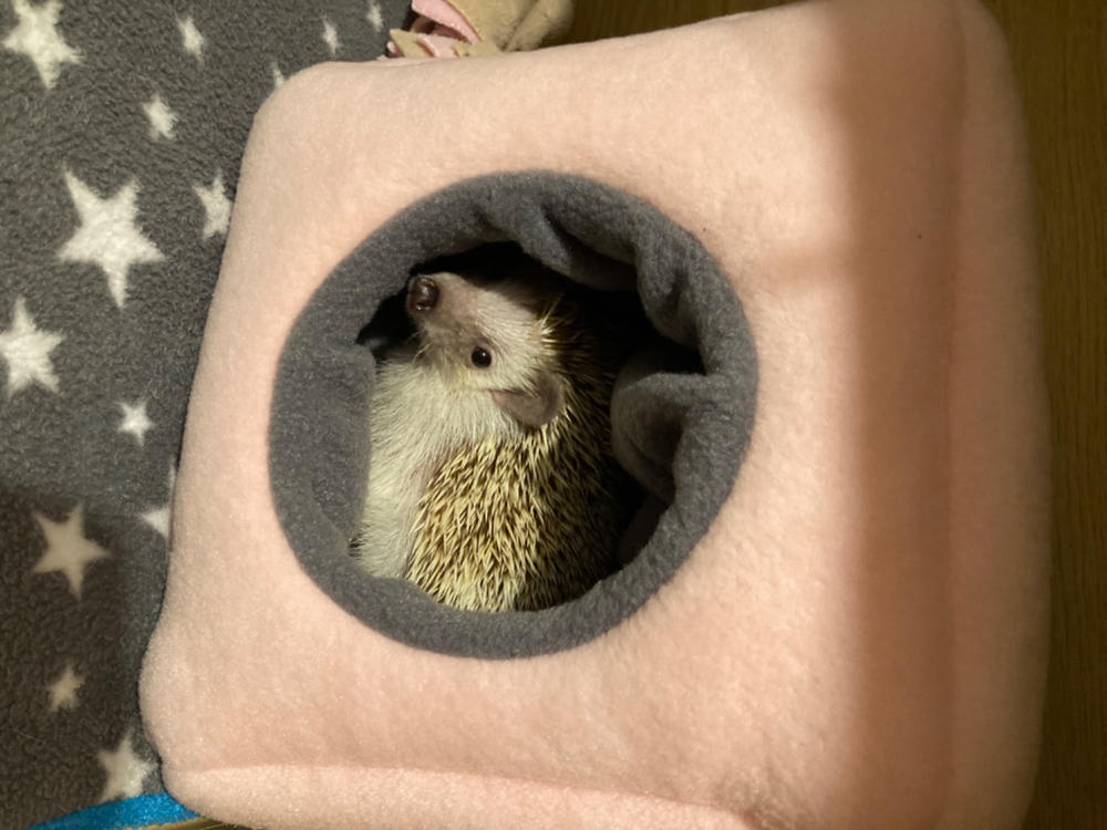 Fleece cosy cube house. Hedgehog and guinea pig bed. Fleece lined. - Customer Photo From Claire Scales