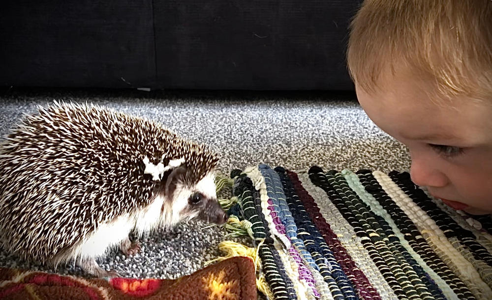 500g (1.10 lb) African pygmy hedgehog food mix. Hedgehog biscuit mix. Dry food mix. - Customer Photo From Claire Hill