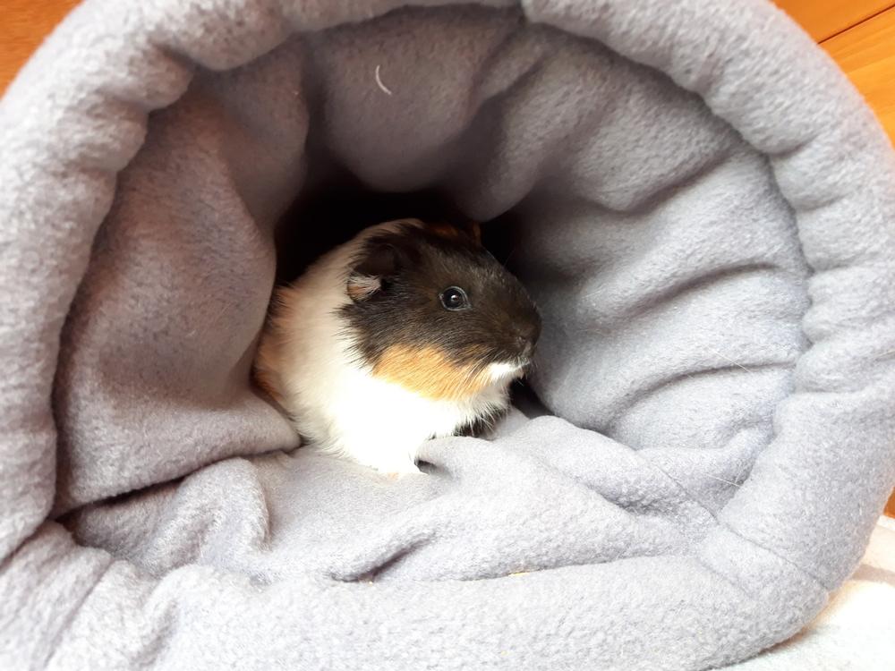 Fleece cosy bunker. Hedgehog and guinea pig padded fleece lined house. - Customer Photo From Helen King