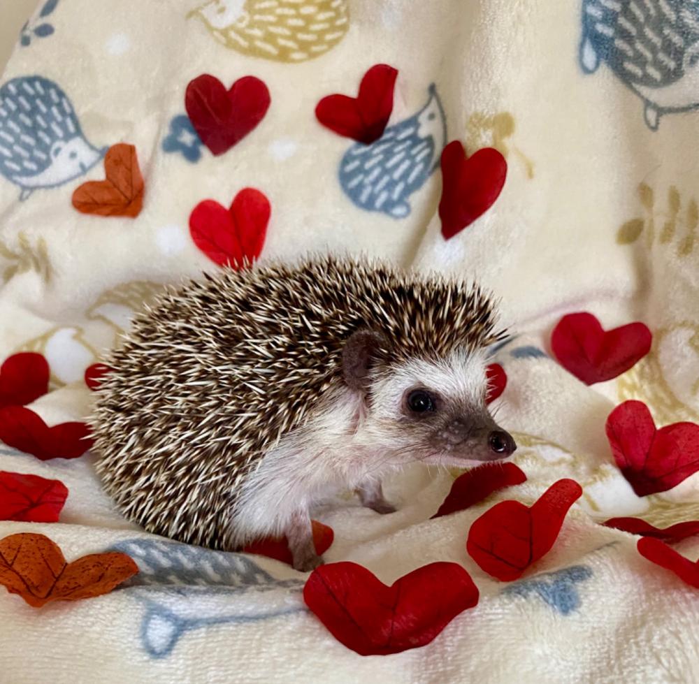 Hedgehogs cuddle fleece handling blankets for small pets. Fleece lap blankets. - Customer Photo From Lesley McNeill