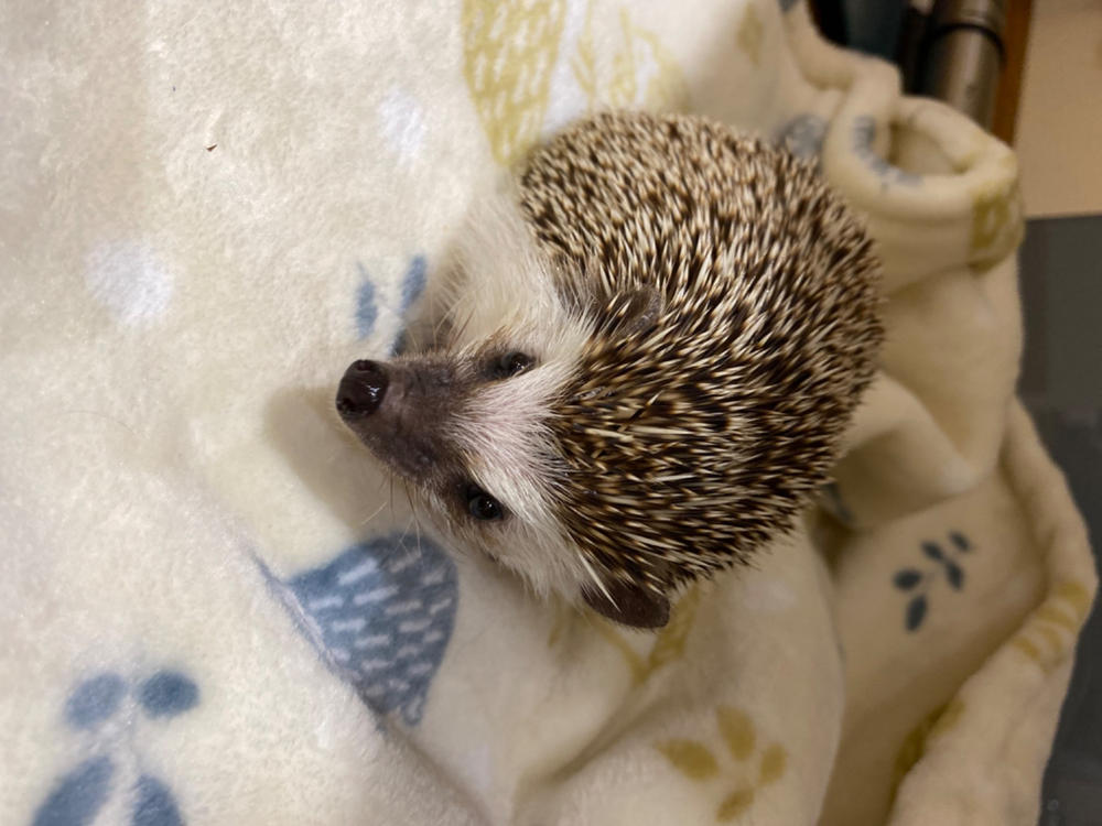 Hedgehogs cuddle fleece handling blankets for small pets. Fleece lap blankets. - Customer Photo From Lesley McNeill
