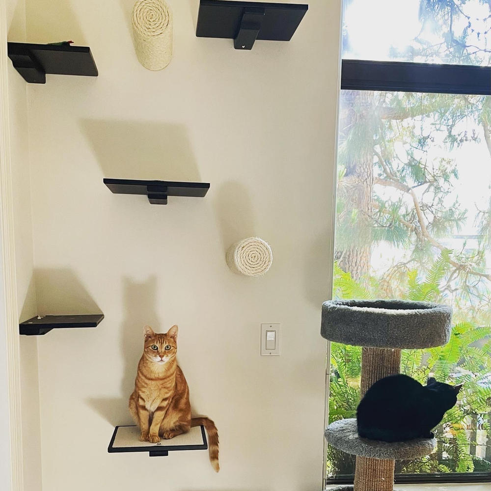 Cat wall outlet perch shelf