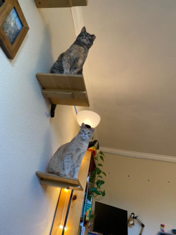 Cat wall 2024 perch shelf